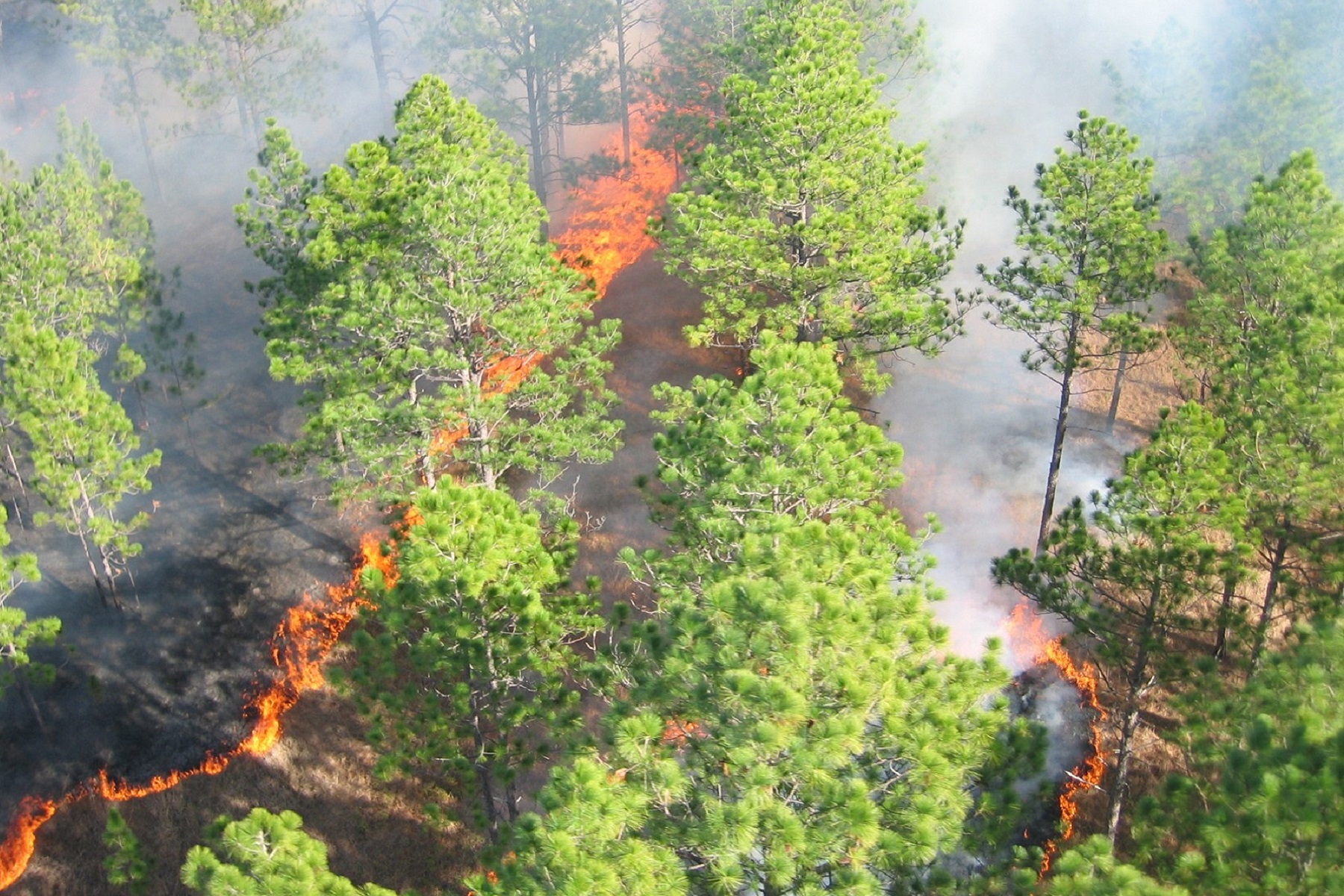 Wildland Fire