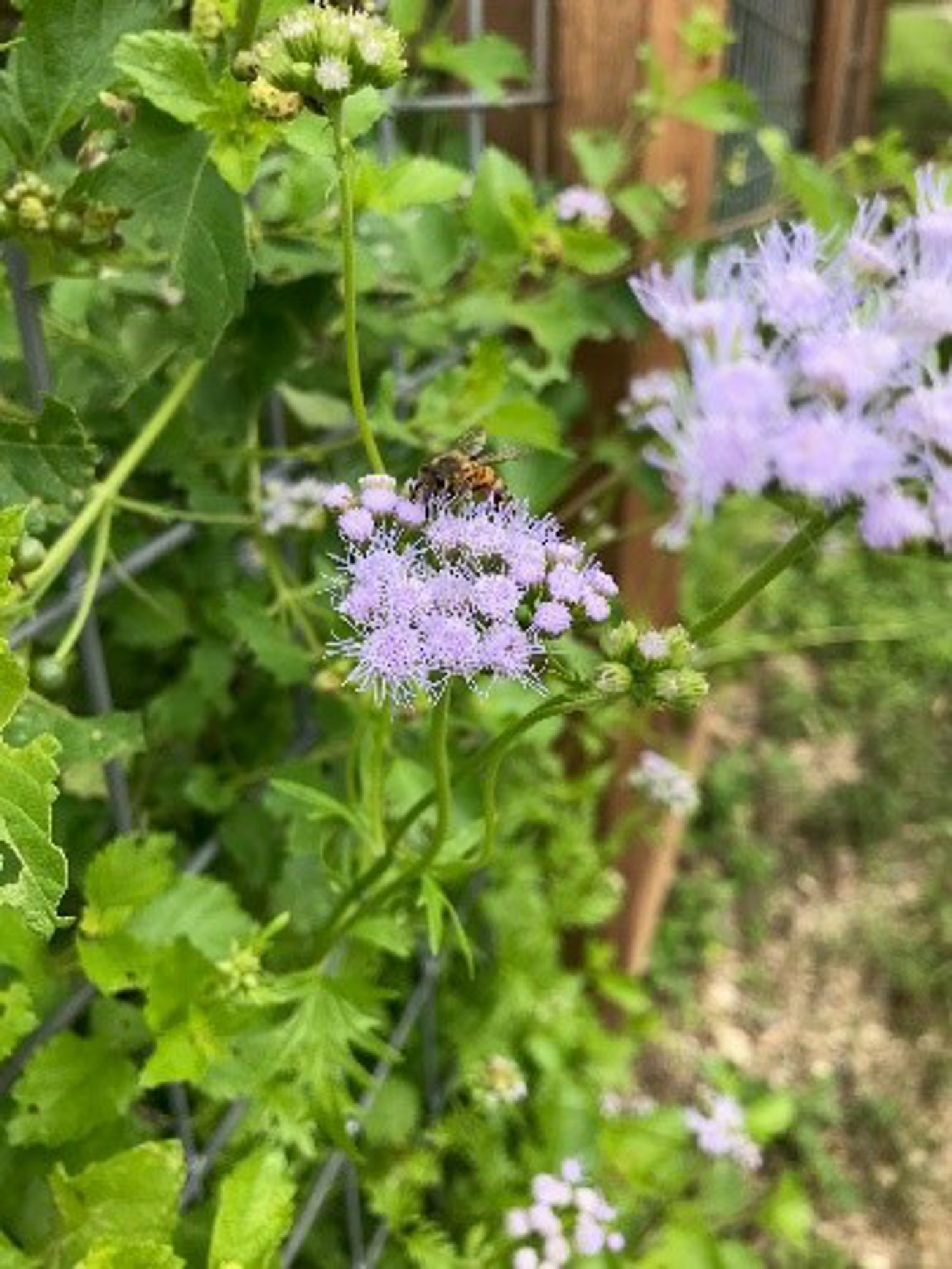 Pollinators