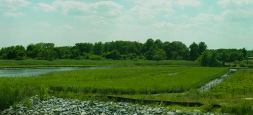 Marsh countryside