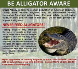 Be Alligator Aware
