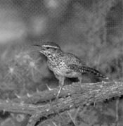 Cactus Wren