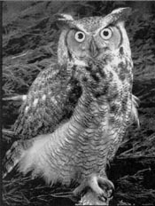 Great Horned Owl