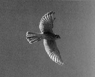 American Kestrel in flight