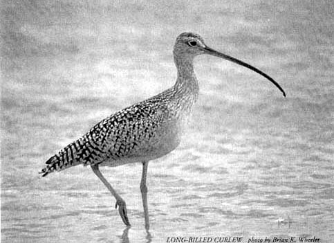 Long-Billed Curlew Photo
