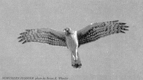 Northern Harrier Photo