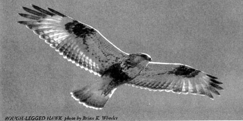 Rough-Legged Hawk photo