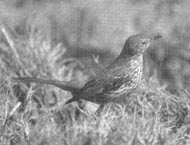 Sage Thrasher