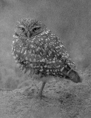 Burrowing Owl