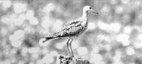 Upland Sandpiper